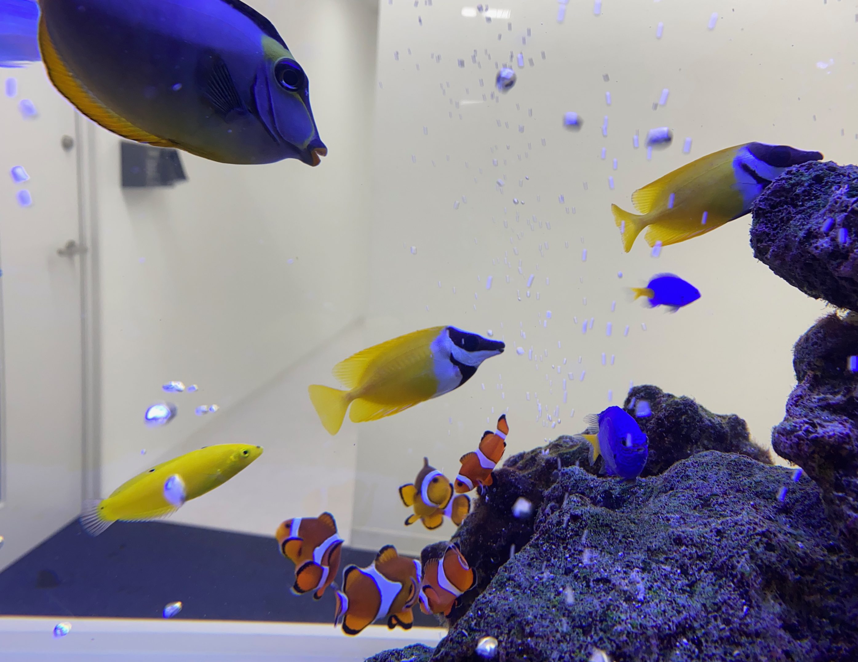 沢山の新しいお魚さん ブログ一覧 株式会社over Revo オーバーレボ 沢山の新しいお魚さん ブログ一覧 株式会社over Revo オーバーレボ